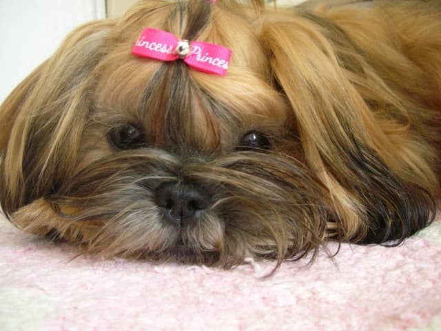 Noeuds pour chiens à poils longs